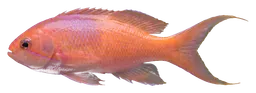 Lyretail anthias, photographed on a transparent background