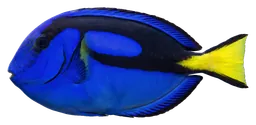 Blue tang, photographed on a transparent background