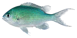 Green chromis, photographed on a transparent background