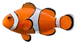 Clownfish, photographed on a transparent background