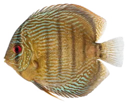 Discus, photographed on a transparent background