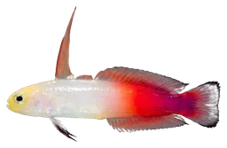 Fire goby, photographed on a transparent background