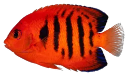 Flame angelfish, photographed on a transparent background