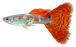 Guppy, photographed on a transparent background