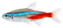 Neon tetra, photographed on a transparent background