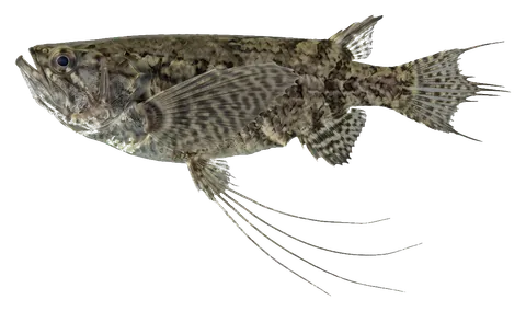 African butterflyfish, photographed on a transparent background