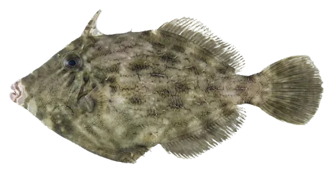 Aiptasia-eating filefish, photographed on a transparent background