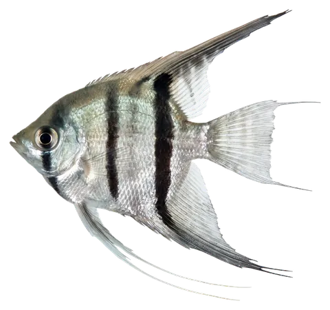 Freshwater angelfish, photographed on a transparent background