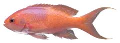 Lyretail anthias, photographed on a transparent background