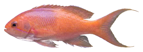Lyretail anthias, photographed on a transparent background