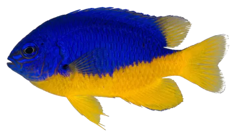 Azure damselfish, photographed on a transparent background