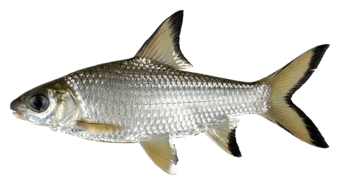 Bala shark, photographed on a transparent background