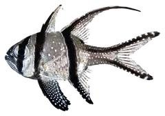 Pesce cardinale di Banggai, fotografata su sfondo trasparente