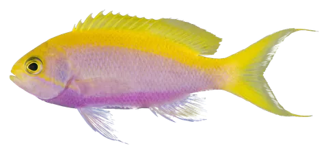 Bartlett's anthias, photographed on a transparent background