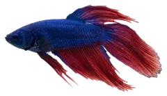 Betta (pesce combattente), fotografata su sfondo trasparente