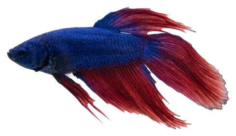 Betta (Siamese fighting fish), photographed on a transparent background