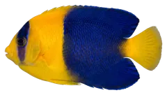 Pesce angelo bicolore, fotografata su sfondo trasparente