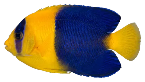 Bicolor angelfish, photographed on a transparent background