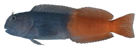 Bicolor blenny, photographed on a transparent background