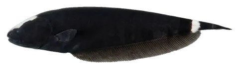 Black ghost knifefish, photographed on a transparent background