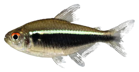 Black neon tetra, photographed on a transparent background
