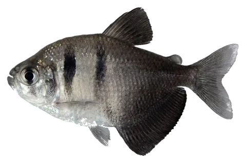 Black skirt tetra, photographed on a transparent background