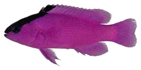 Blackcap basslet, photographed on a transparent background