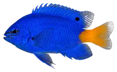 Damigella blu, fotografata su sfondo trasparente