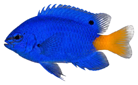 Blue damselfish, photographed on a transparent background