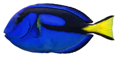 Blue tang, photographed on a transparent background