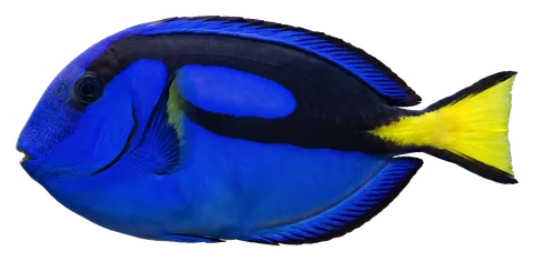 Blue tang, photographed on a transparent background
