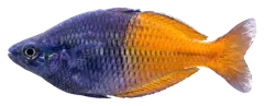 Pesce arcobaleno di Boesemani, fotografata su sfondo trasparente