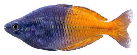 Boesemani rainbowfish, photographed on a transparent background