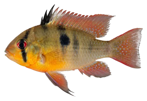 Bolivian ram, photographed on a transparent background