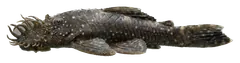 Ancistrus, fotografata su sfondo trasparente
