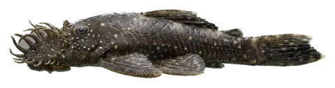 Bristlenose pleco, photographed on a transparent background