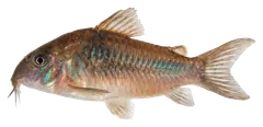 Corydoras bronzo, fotografata su sfondo trasparente