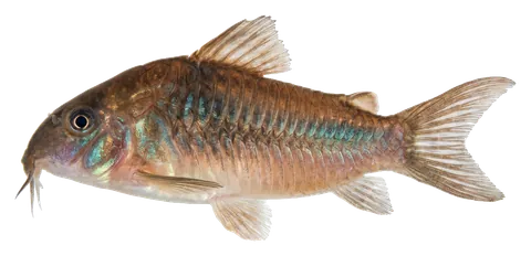 Bronze corydoras, photographed on a transparent background