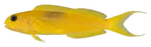 Canary blenny, photographed on a transparent background