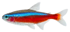 Tetra cardinale, fotografata su sfondo trasparente