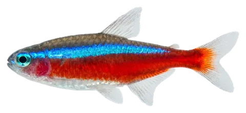 Cardinal tetra, photographed on a transparent background