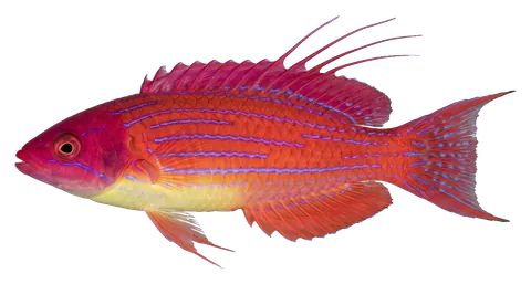 Carpenter's flasher wrasse, photographed on a transparent background