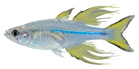 Celebes rainbowfish, photographed on a transparent background