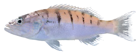Chalk bass, photographed on a transparent background