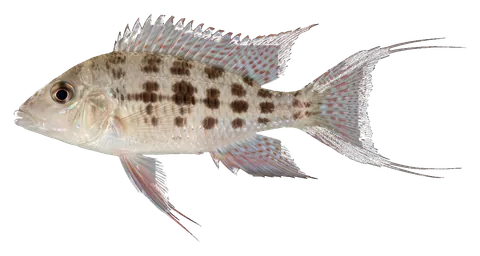 Checkerboard cichlid, photographed on a transparent background