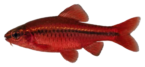 Cherry barb, photographed on a transparent background