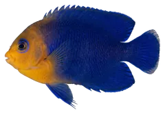 Pesce angelo cherubino, fotografata su sfondo trasparente