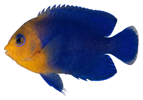 Cherub angelfish, photographed on a transparent background