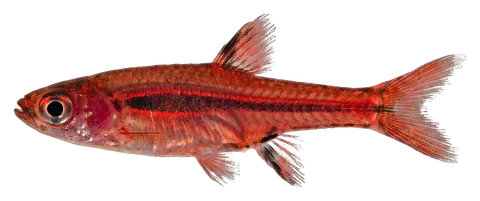 Chili rasbora, photographed on a transparent background