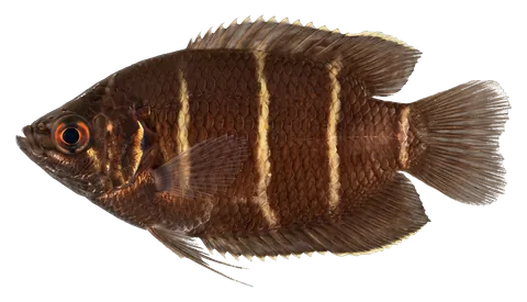 Chocolate gourami, photographed on a transparent background